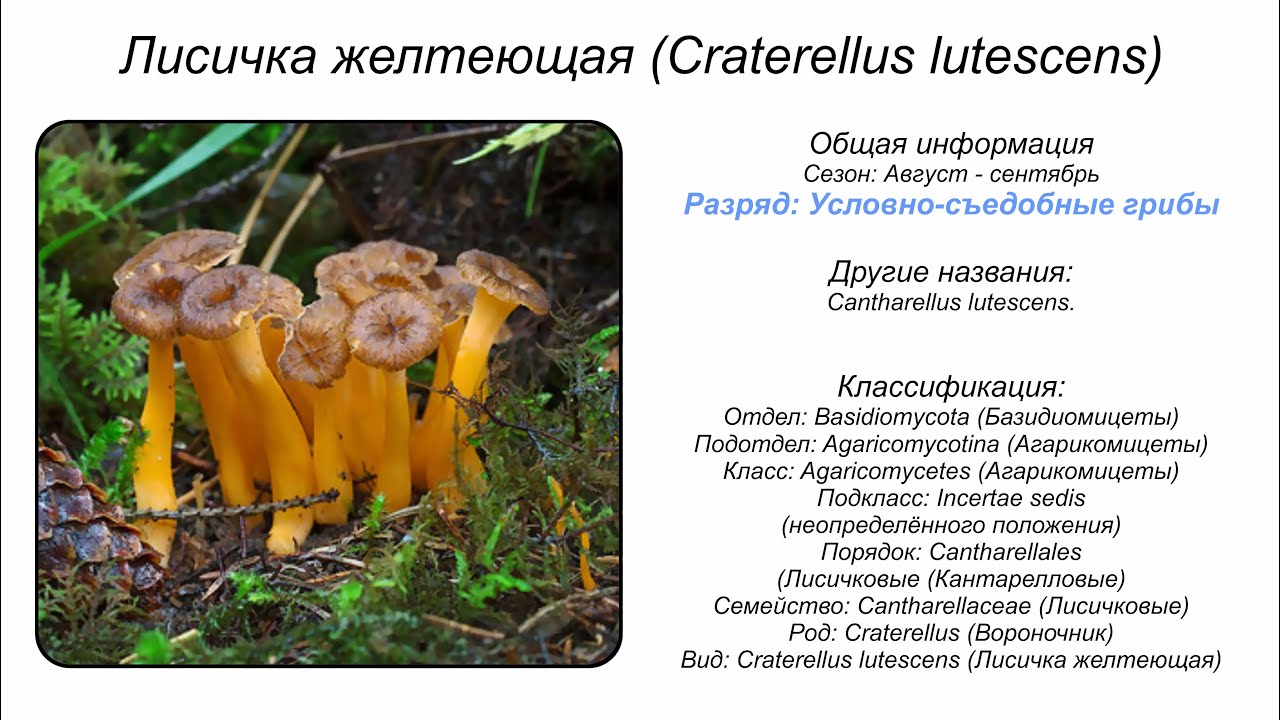 Лисичка желтеющая (Craterellus lutescens)