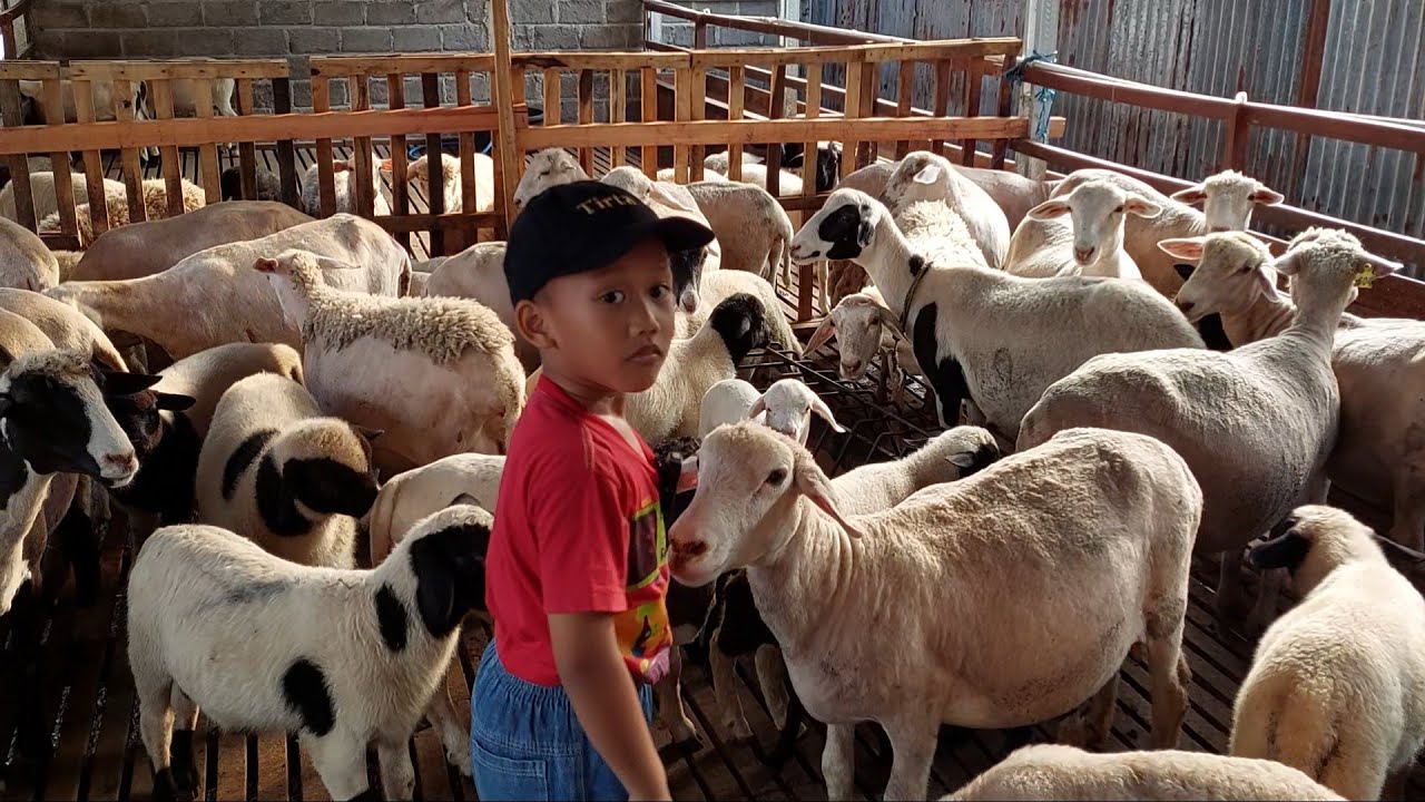Domba Lucu - lucu