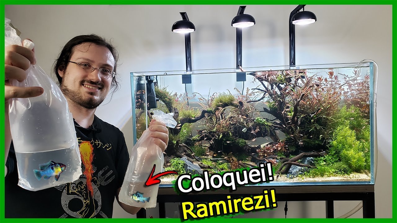 Coloquei 2 Peixes LINDOS no Aquário Plantado! - Ramirezi Eletric Blue