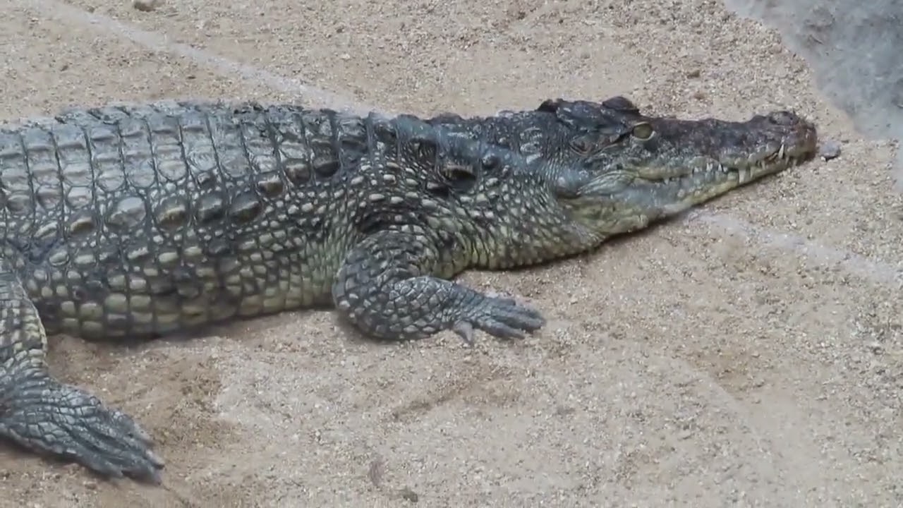 N&aacute;v&scaron;teva v ZOO Dvorec