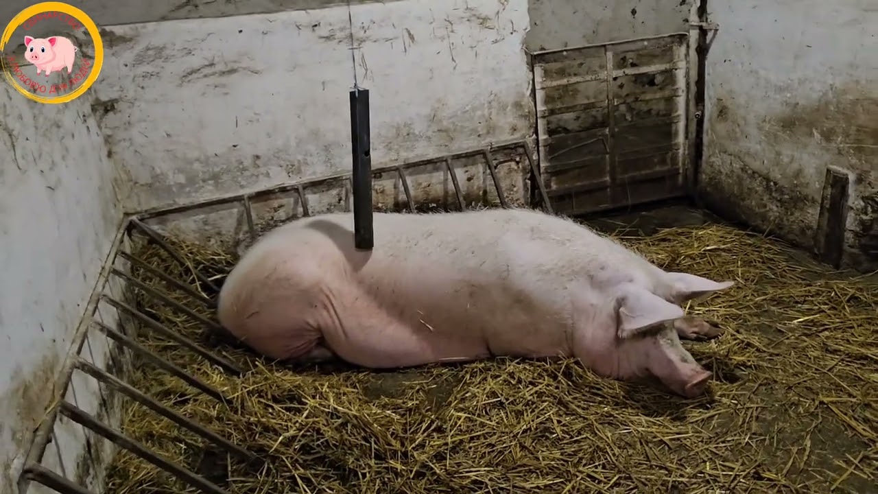 Велика Біла