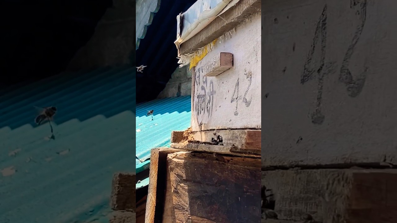 Nature's Alchemy: 🍯 Himalayan Bees and the Sweet Symphony of Vashisht Honey 🌺 #vashisht #himalayas