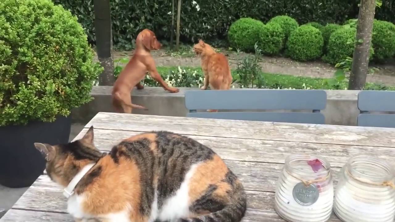 Cat protects his dog friend