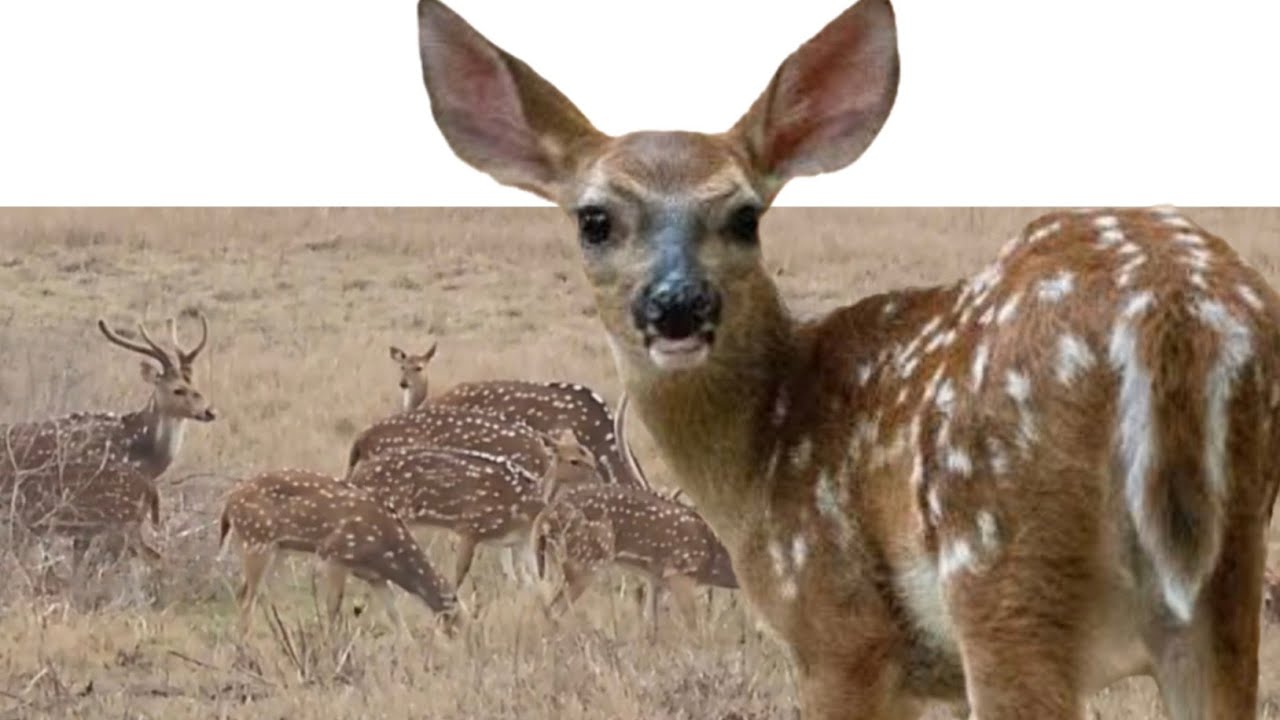Venados de cola blanca, Bella Naturaleza y Fauna en Texas, Tiempo de relacion, Relax time