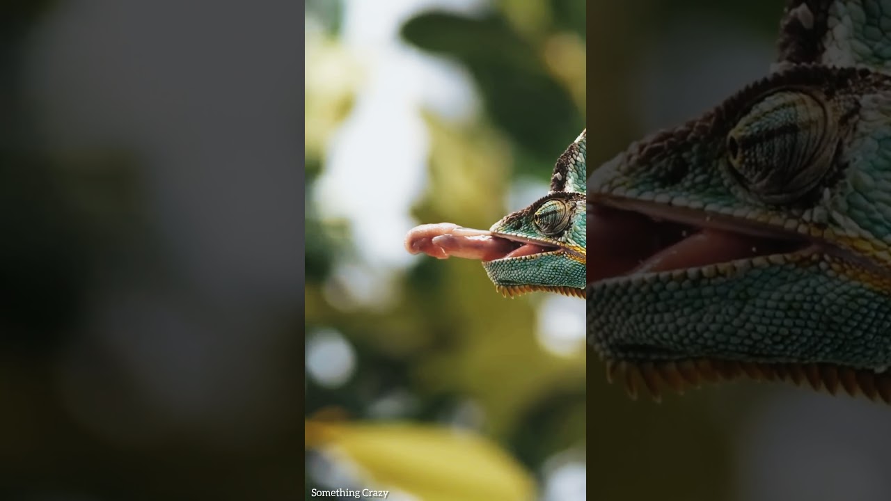Lizard eating insects #lizard #animals #shorts #naturelover