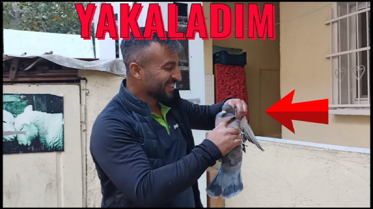 Bölük Kaçak Güvercin Getirdi ( Yakaladım )