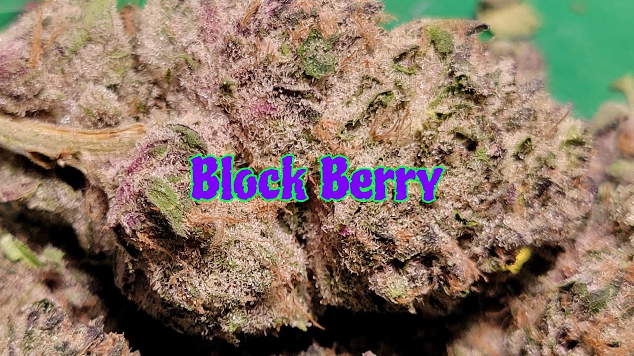 Block Berry sold by Sunburn