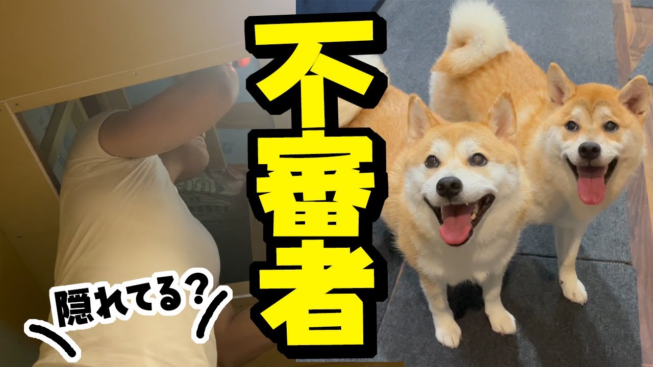 勝手口を荒らされた痕跡が…謎の不審者に不安がる主を横目に大はしゃぎする柴犬姉妹