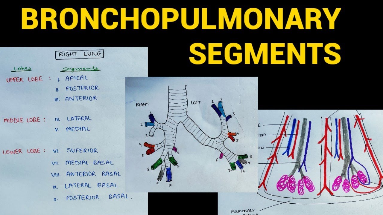 Bronchopulmonary Segments | Lungs Anatomy | EOMS