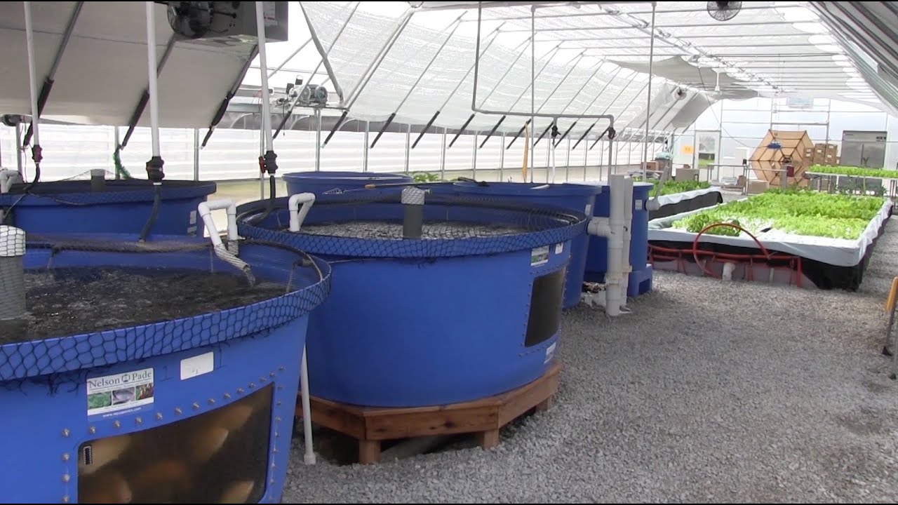Bluegrass Aquaponics - Midway, KY