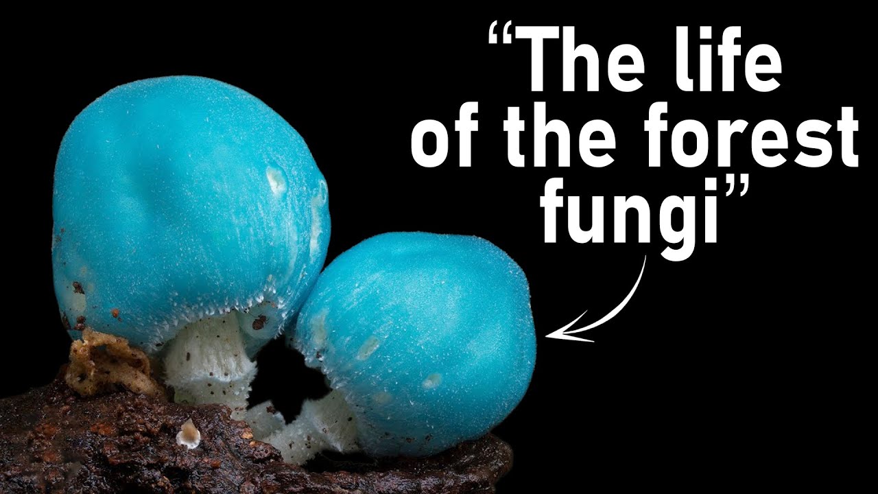 2 Hours of Incredible Facts About Mushrooms to Fall Asleep To | Relaxing Science