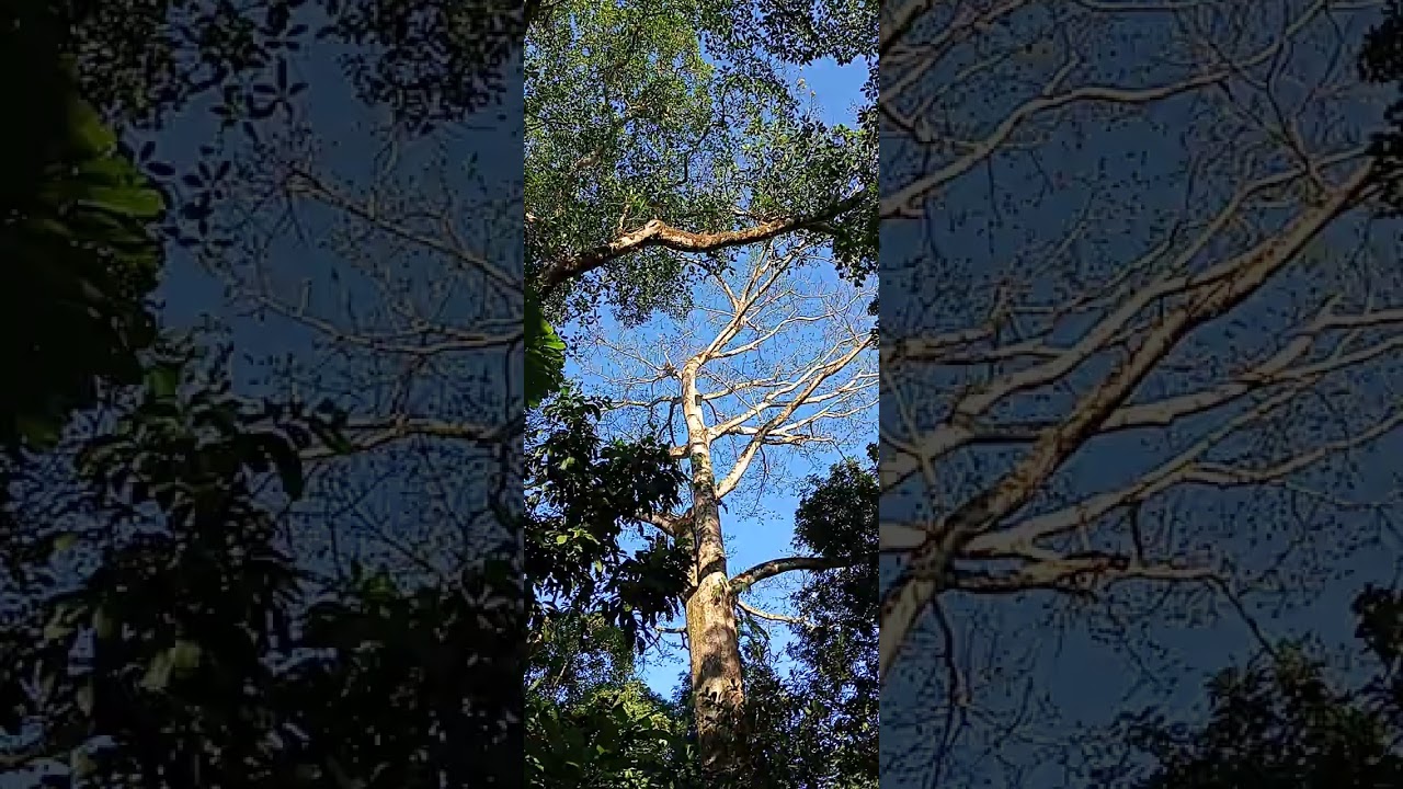 Costa Rican toucans' sounds (Central Pacific) 