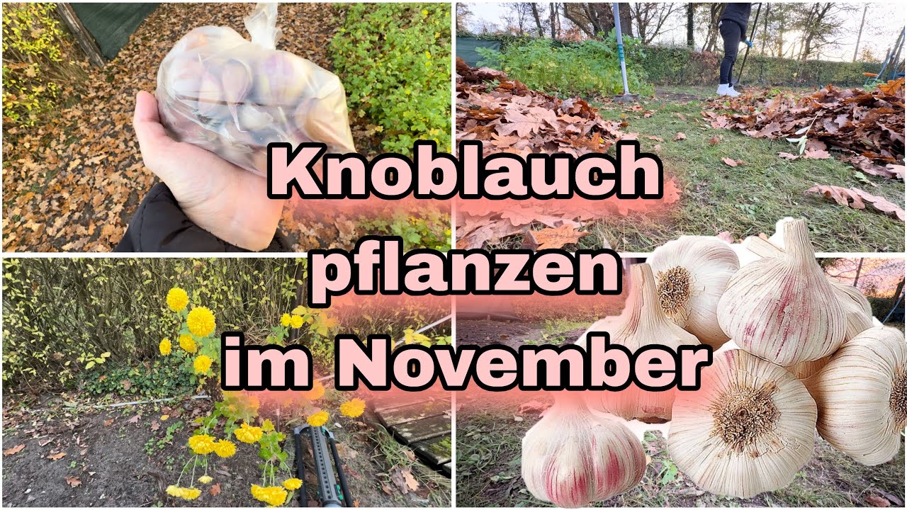 Knoblauch 🧄 pflanzen + Beet umgraben + Laub 🍂 