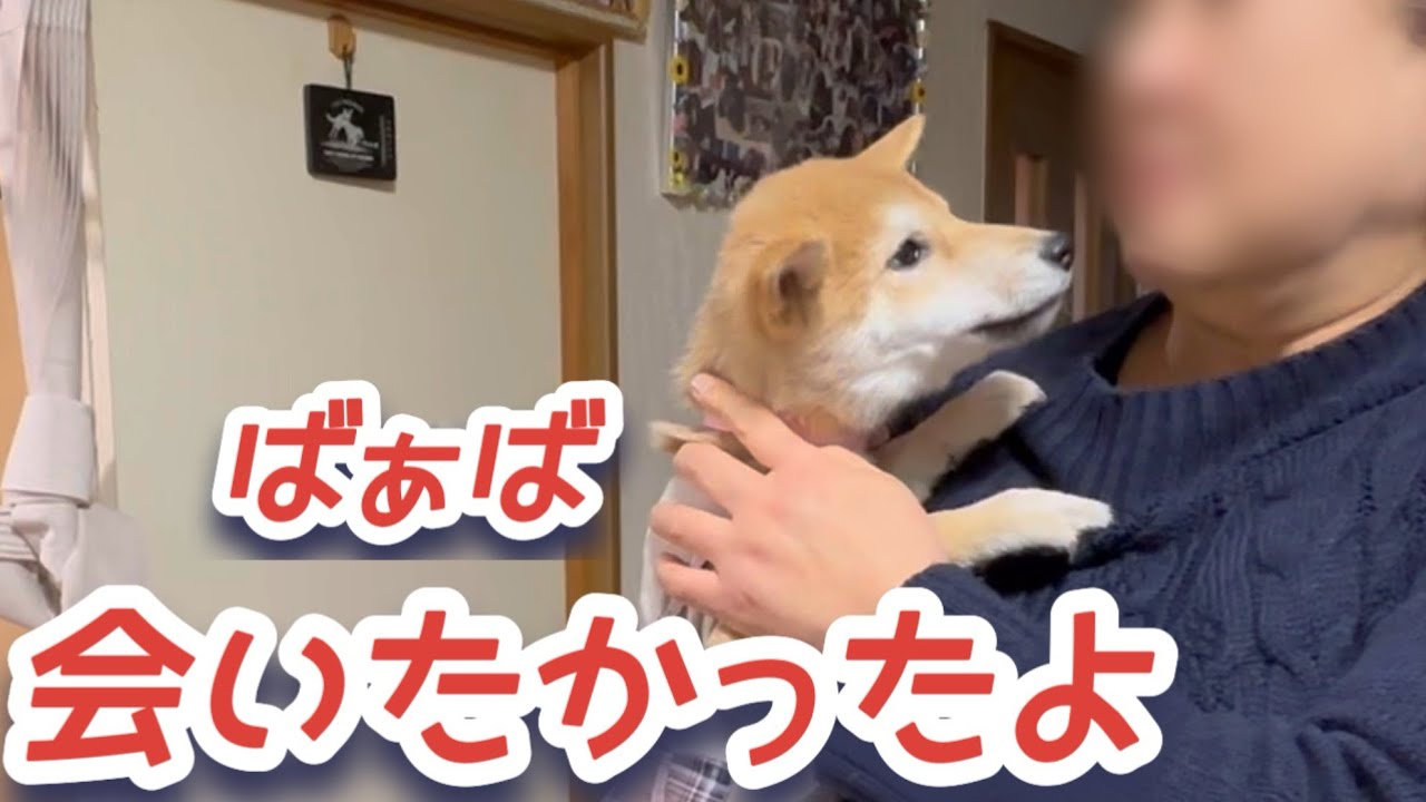 今ばぁばに会いにゆきます… 柴犬おつう初めてのドライブ  #柴犬 #こいぬ