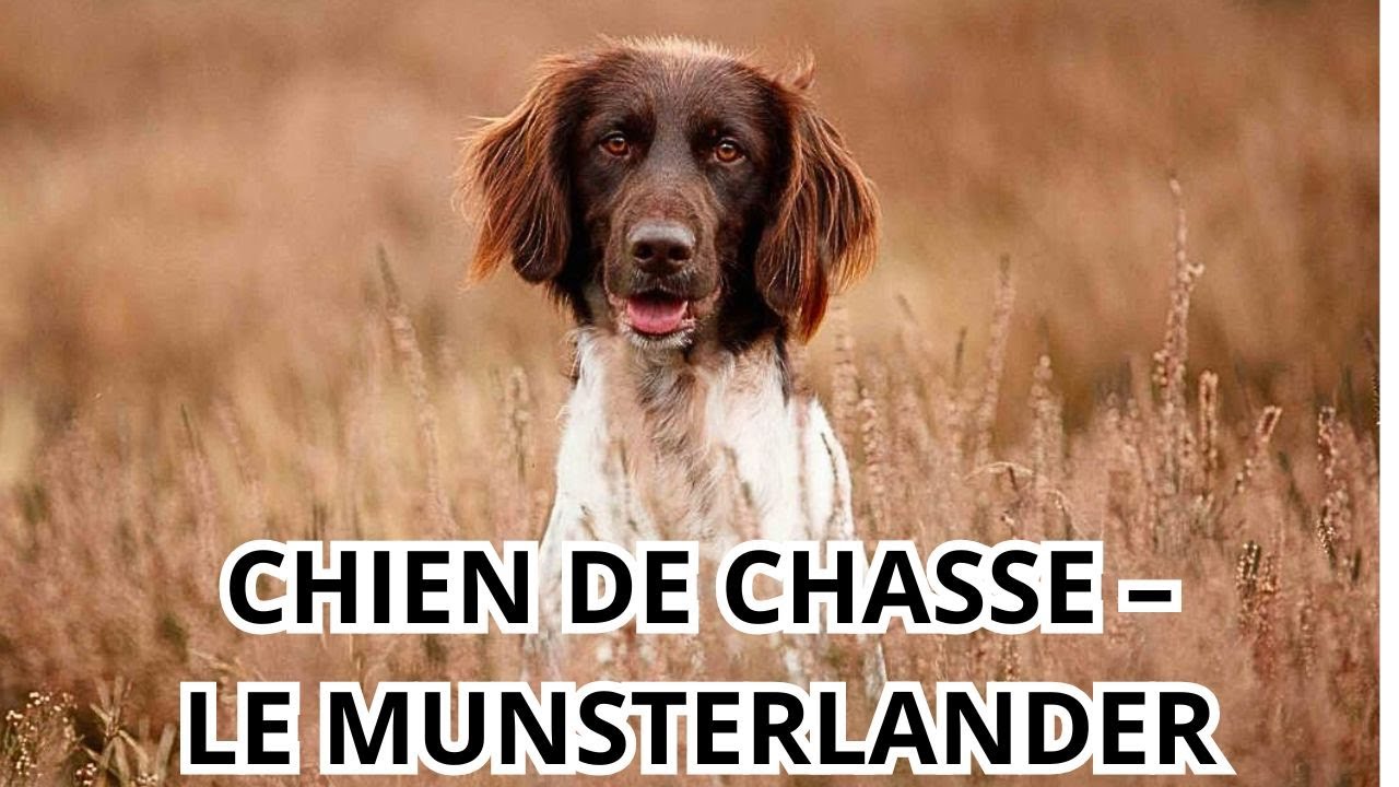 CHIEN DE CHASSE LE MUNSTERLANDER