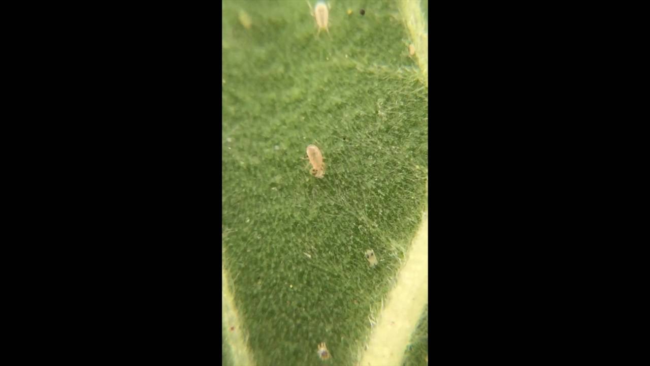 Predatory Mites (N.  Californicus) Control on Spider Mites