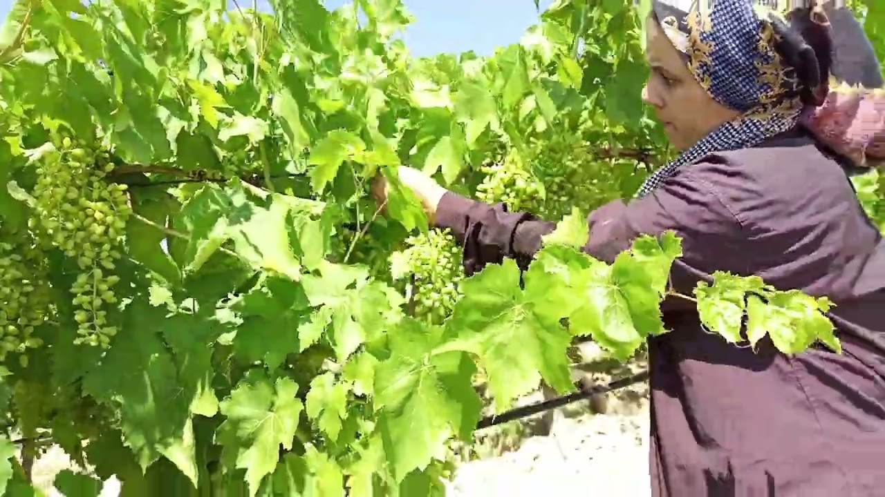 Üzüm düzeltme, yaprak aldırma çalışması yaptık
