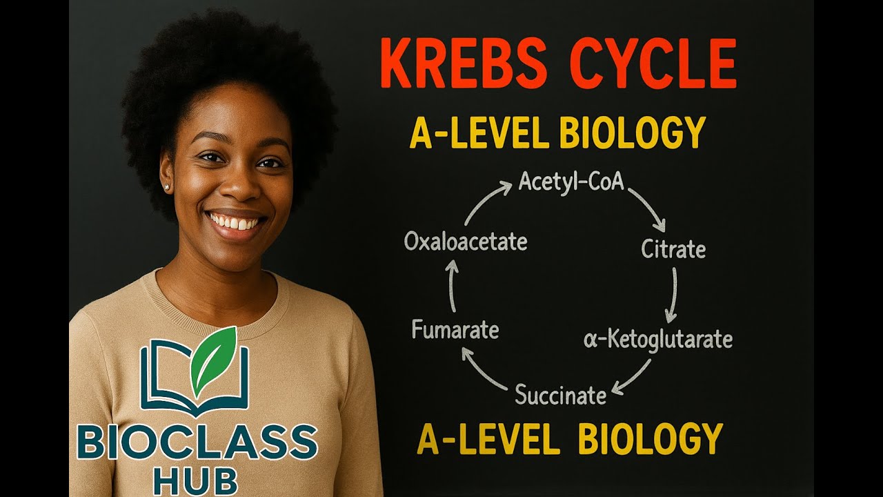 Krebs Cycle & Electron Transport Chain Made Easy, A-Level Biology CBC Learning