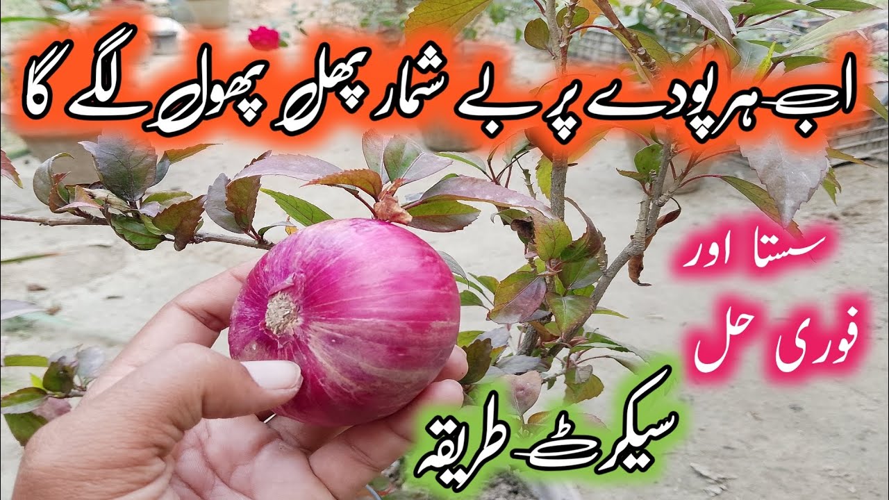 How to make organic fertilizer for plants || Podon ki growth barhane ka tarika