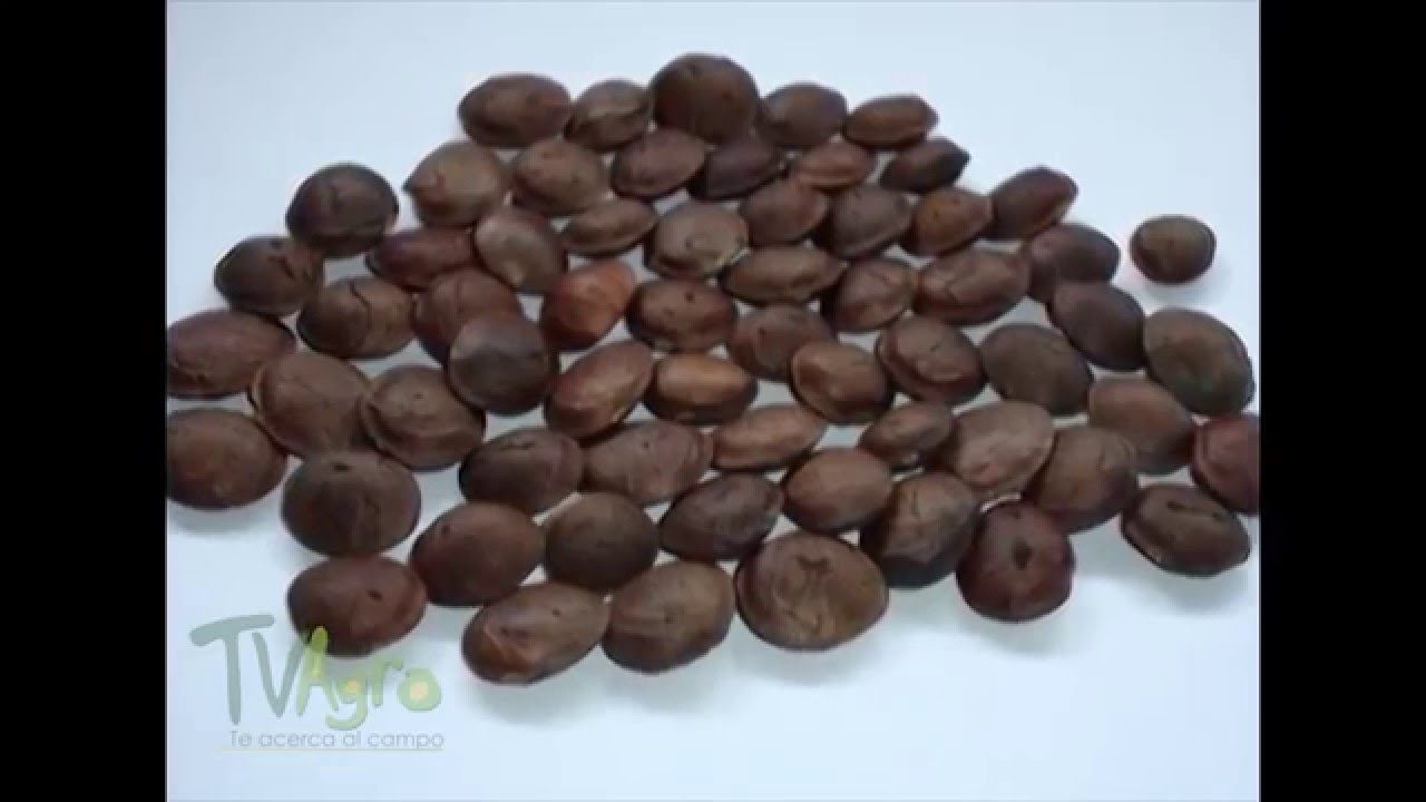 Cómo se cultiva Sacha Inchi - TvAgro por Juan Gonzalo Angel
