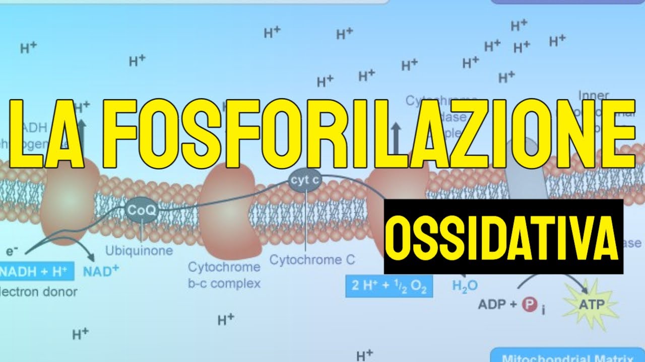 La fosforilazione ossidativa