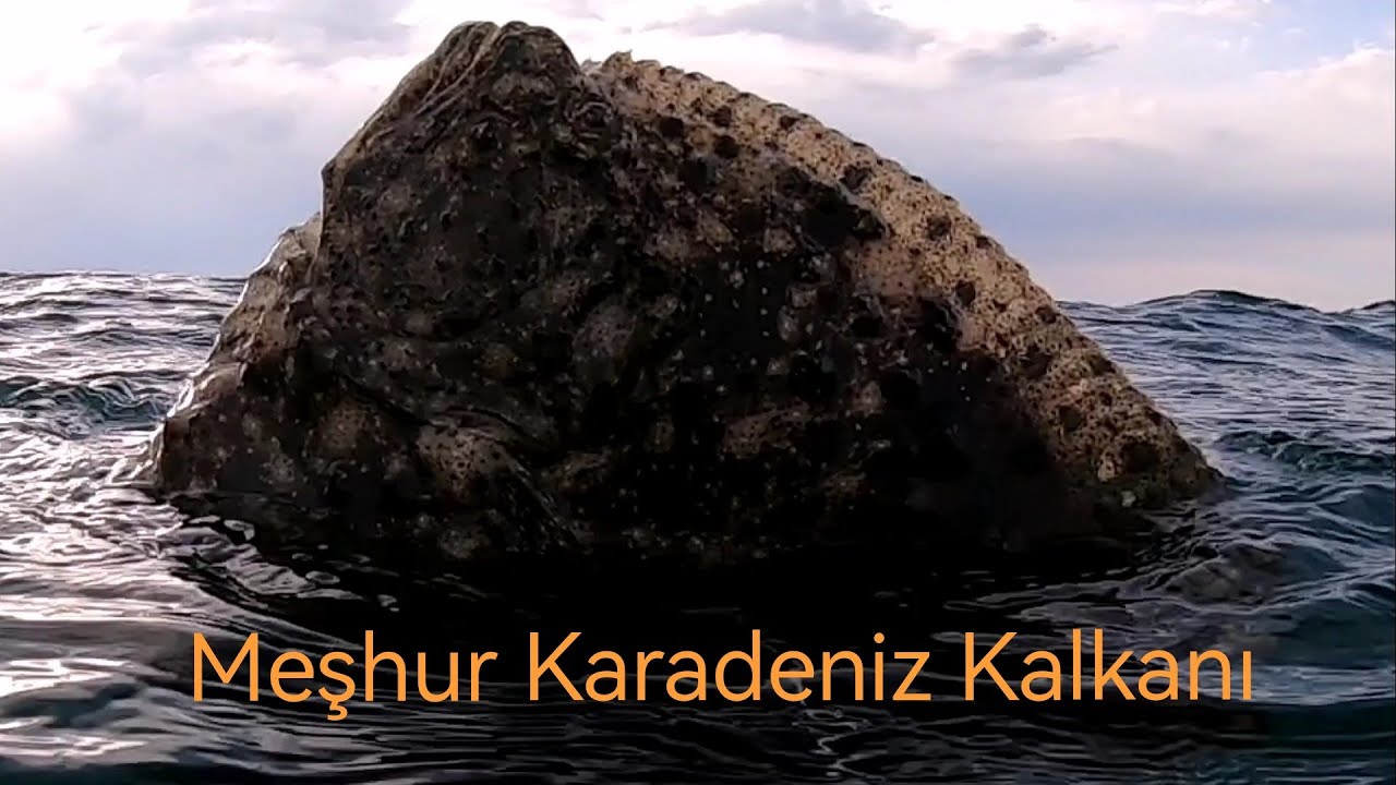 zıpkınla kalkan avı 2023 Mayıs spearfishing
