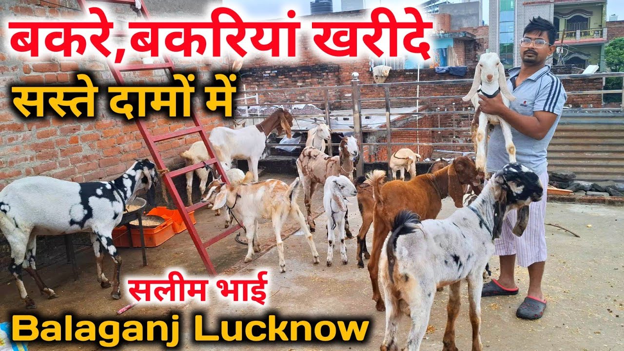 सलीम भाई सेल कर रहे कोटा,बरबरी,देसी बकरे,बकरियां|सस्ते दामों में खरीदे| Lucknow goat farm