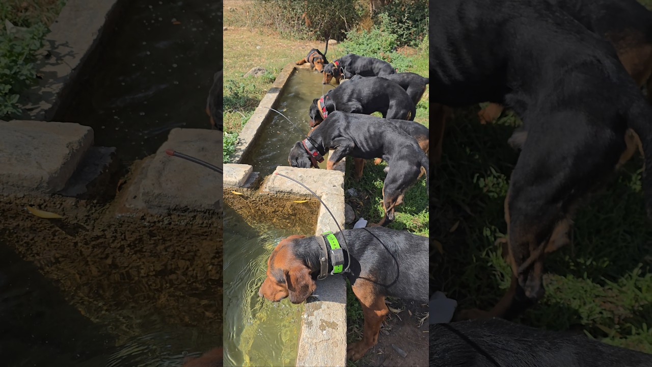 Toprak kuru hava &ccedil;ok sıcak. #animals #doğa #k&ouml;pek #wildboar #wildlife #wildboars #okaysahin