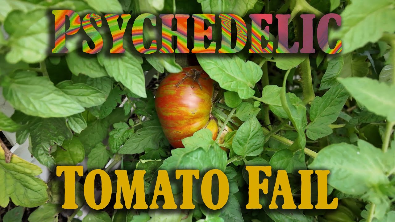 I Grew Berkeley Tie-Dye Tomatoes and Most Went Straight to Compost
