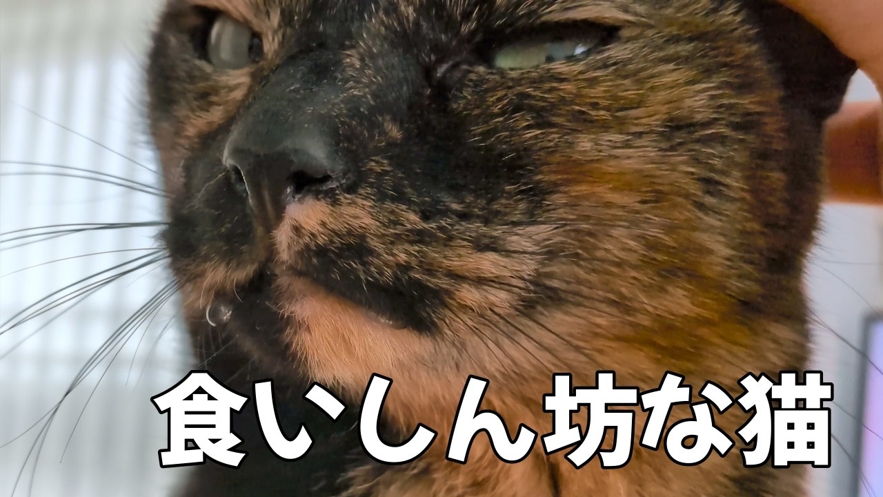 【サビ猫】よだれアピール芸