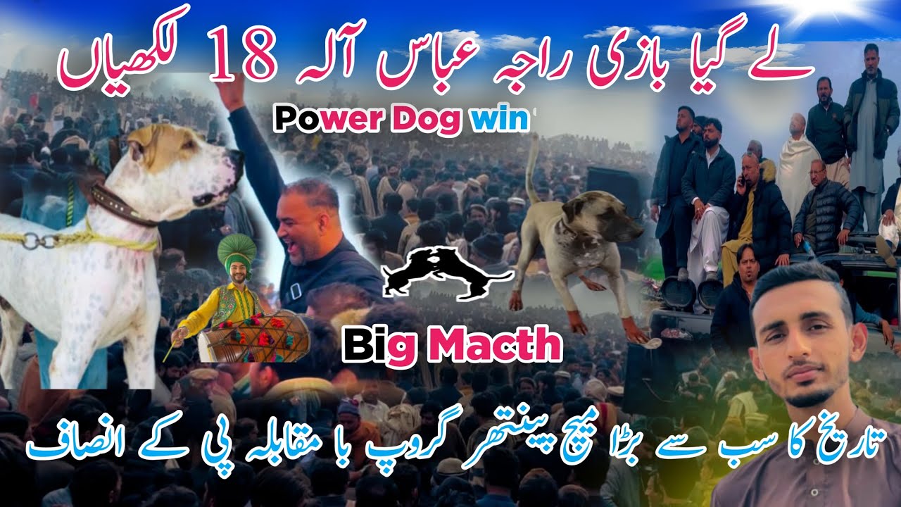 Big match panther group vs pk insaf group dogs showing match no dog fight/Faizan official