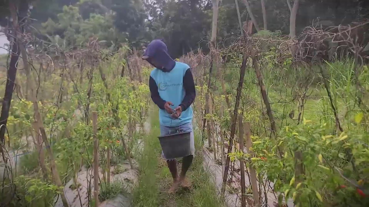 Abundant Garden: Picking Hot Chilis the Whole Day _FarmersLife _Shorts