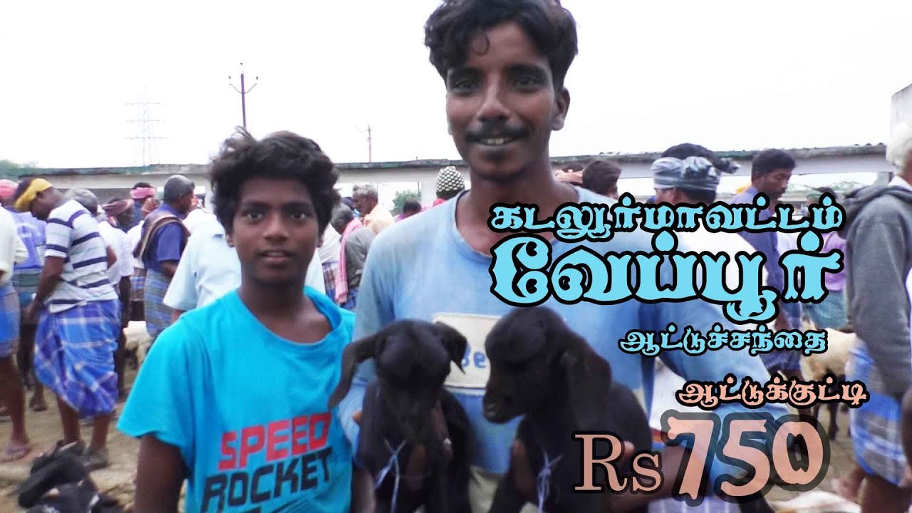 Veppur attu santhai | வேப்பூர் ஆட்டு சந்தை