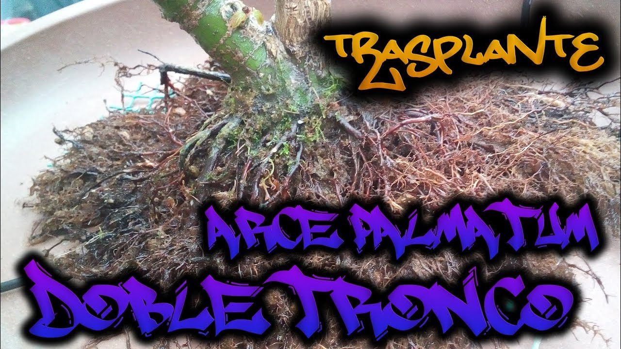 Trasplante Arce Palmatum Doble Tronco