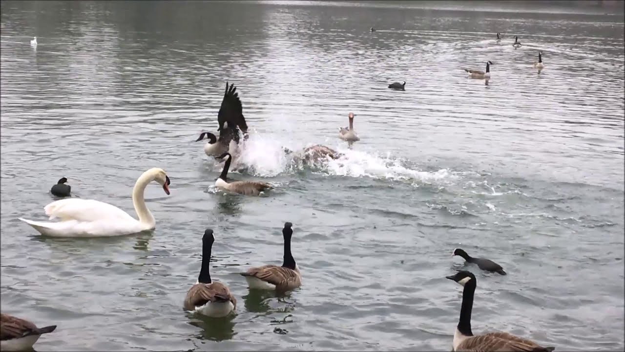 Swans, Geese, Coots, Ducks, Gulls, Canada Geese, Greylag Goose. Fighting and chasing. 2nd March 2021