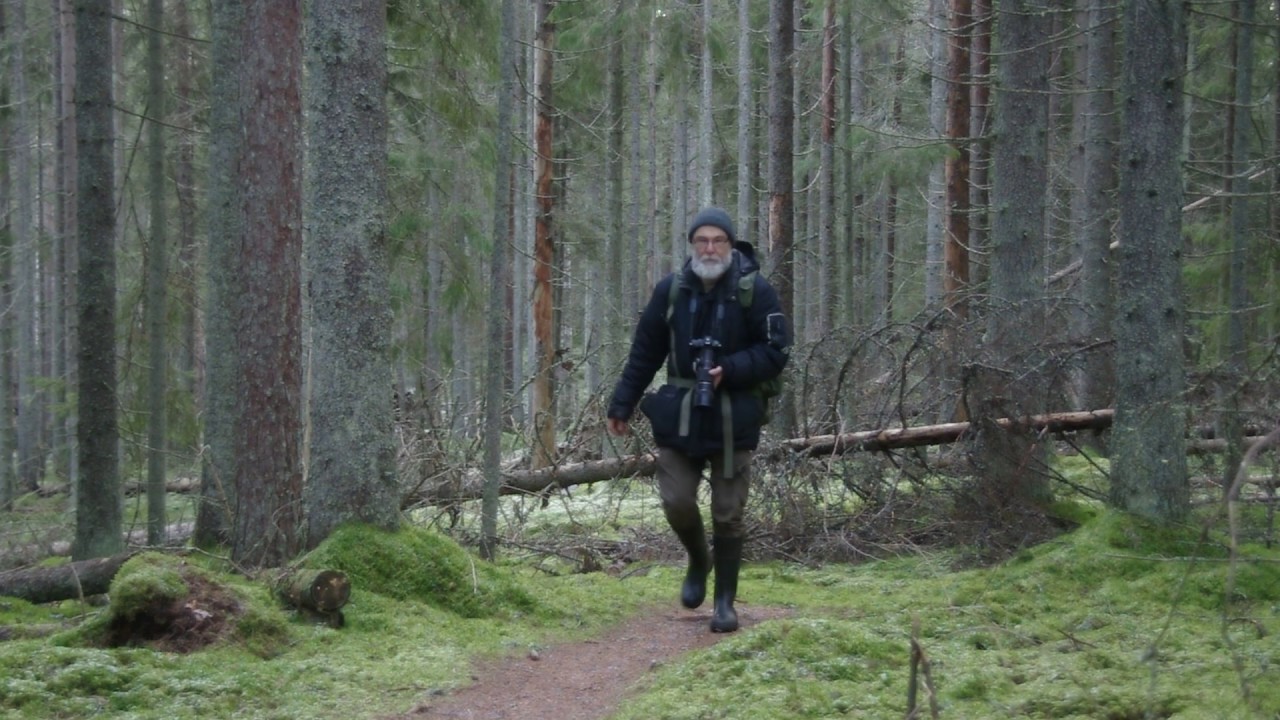 Lumeton helmikuun iltapäivä Liesjärven kansallispuistossa 2020