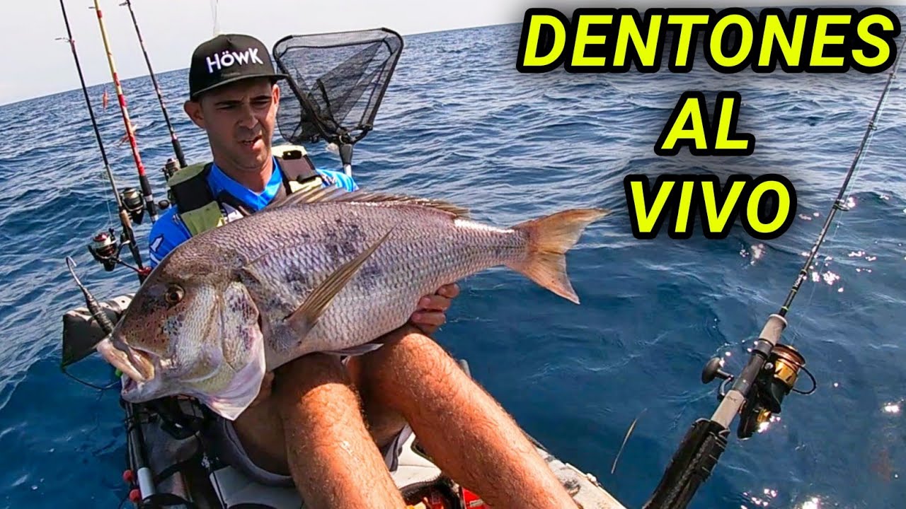 💥 DENTONES CON CALAMAR VIVO 💥 [ HöwK hot spot ] 🎣.