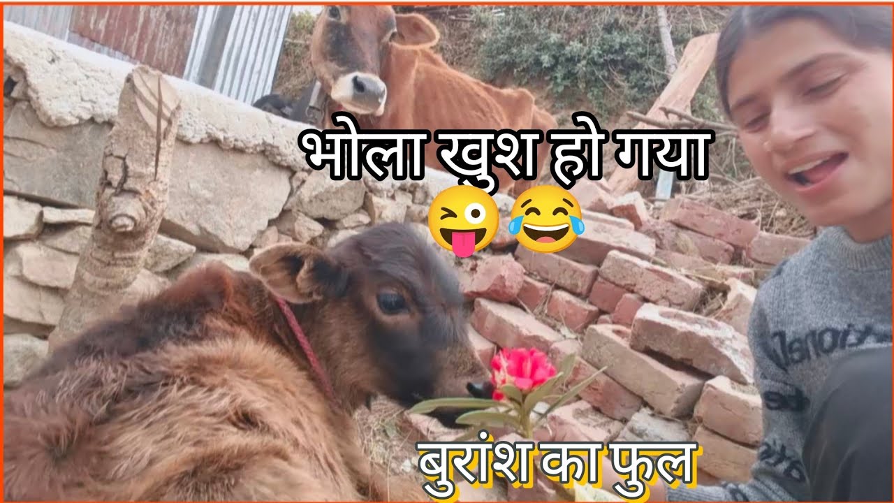 भोलू को किया मैने  मनमोहित 😂 बुरांश का फुल देकर 🤣😜💐🙂