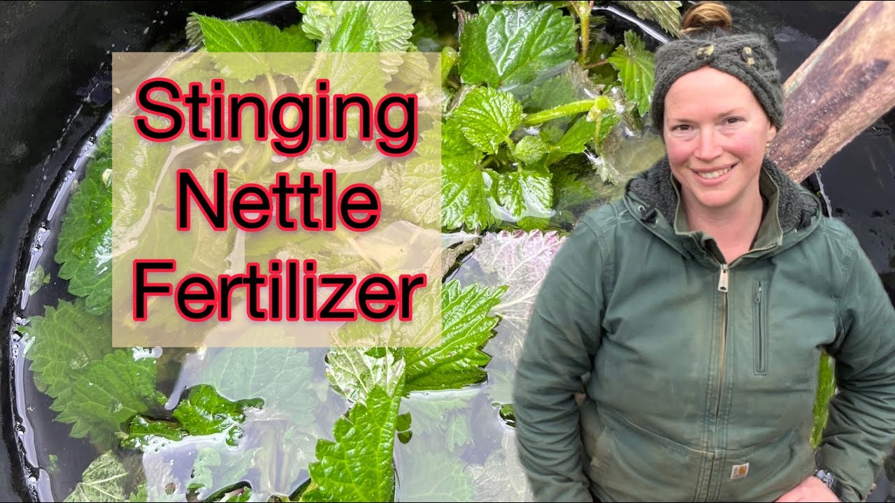 Stinging Nettle Tea For The Garden - A Natural Fertilizer | Zone 8b | PNW