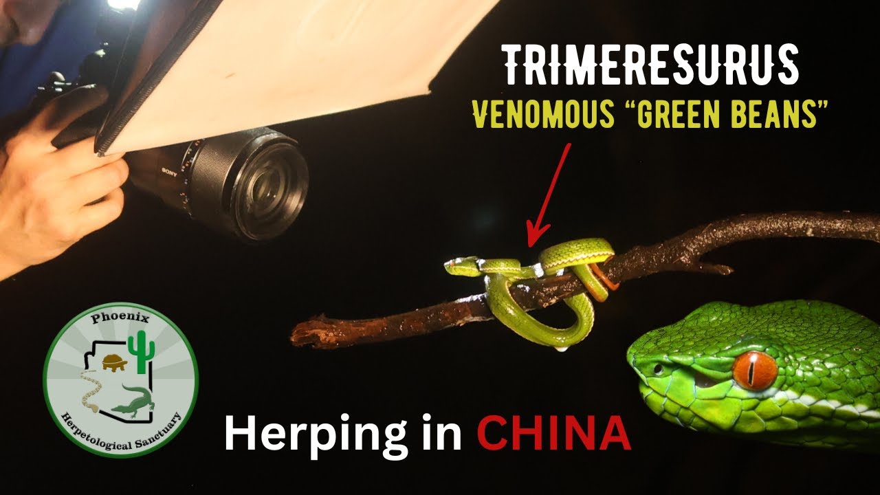 Herping for pit vipers in Mount Mang