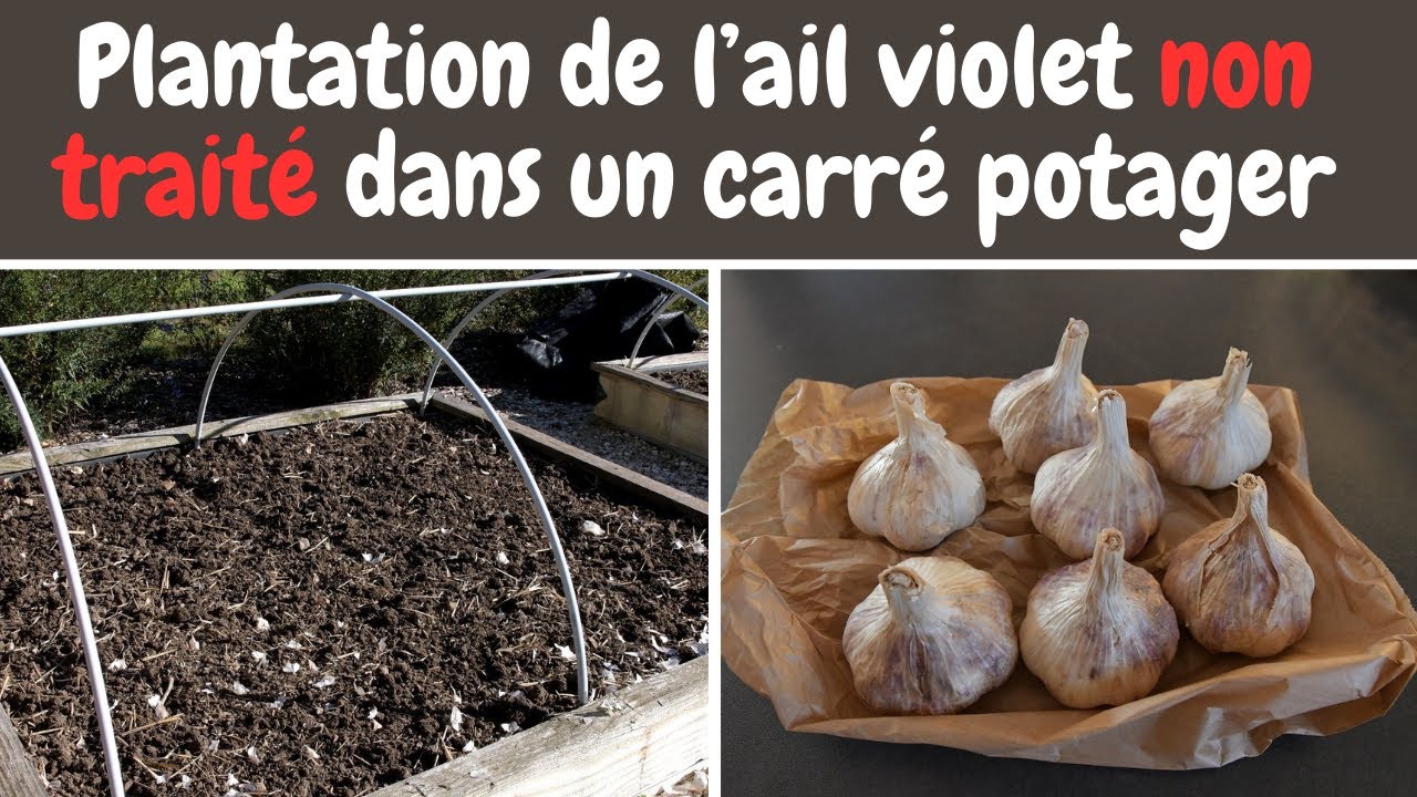 Potager en octobre : Plantation de l'ail violet non traité dans un carré potager