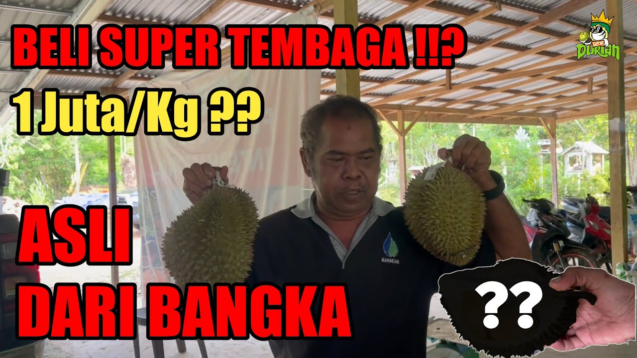 BELI SUPER TEMBAGA DARI BANGKA !!!