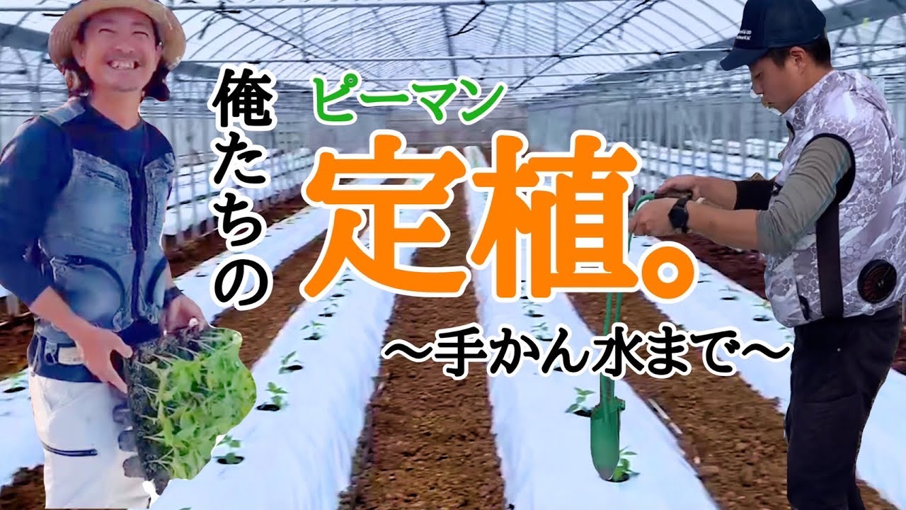 ピーマンの苗を定植させていただきます！お願いします！