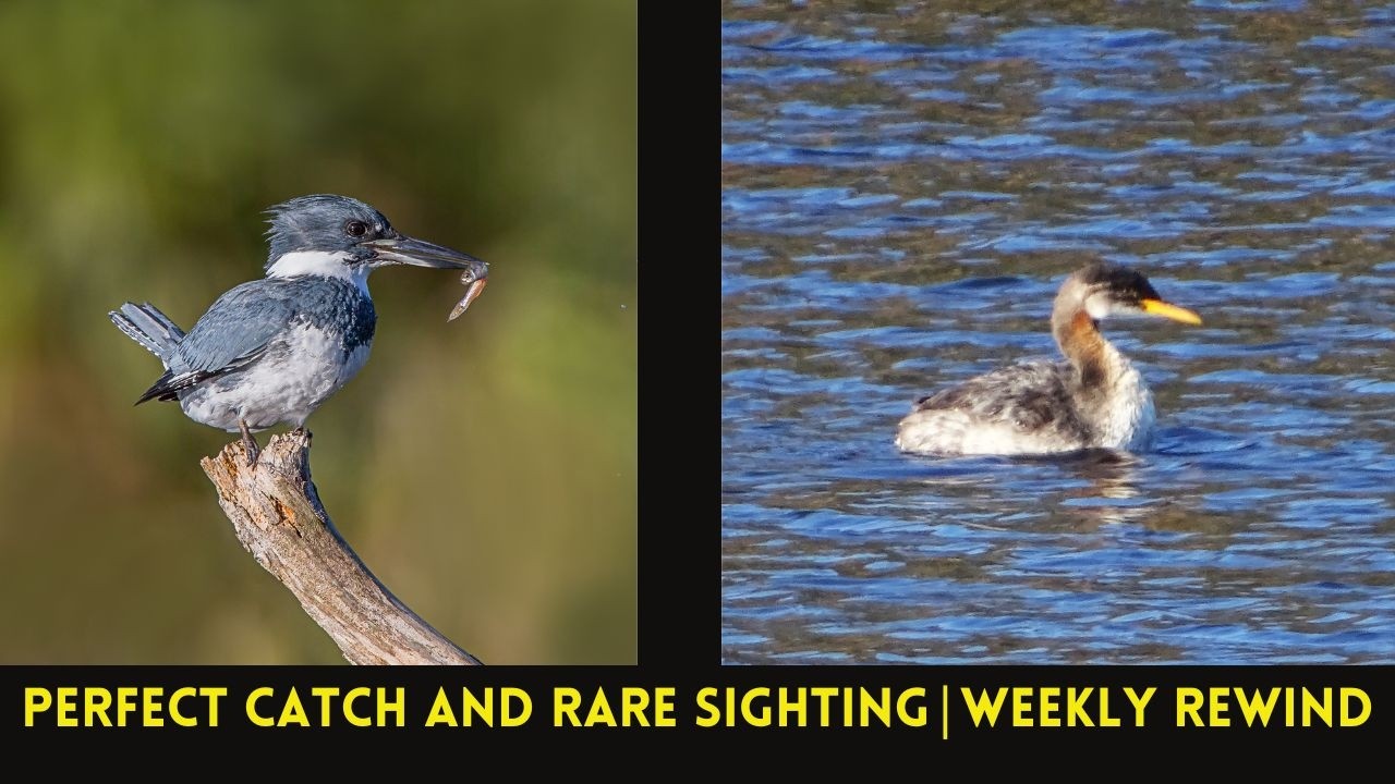 Birding the Susquehanna River: Rare Grebes & Kingfisher Catch|Weekly Rewind