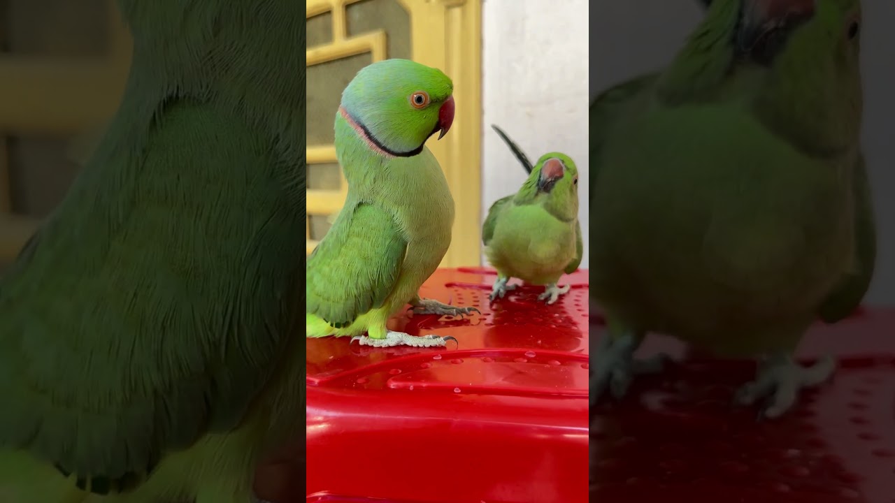 Talking Parrot | Parrot Talking | Green Parrot