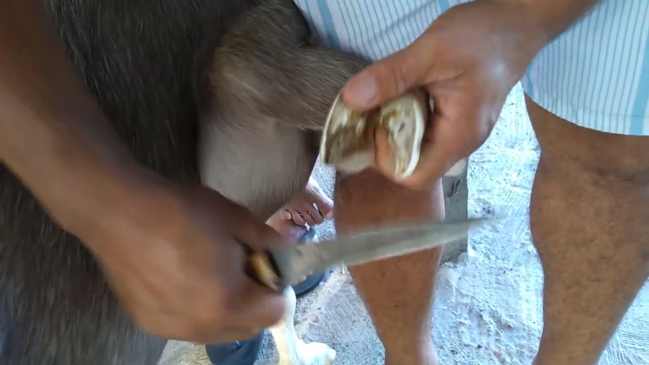 fazendo o casqueamento das cabras do capril da baixa