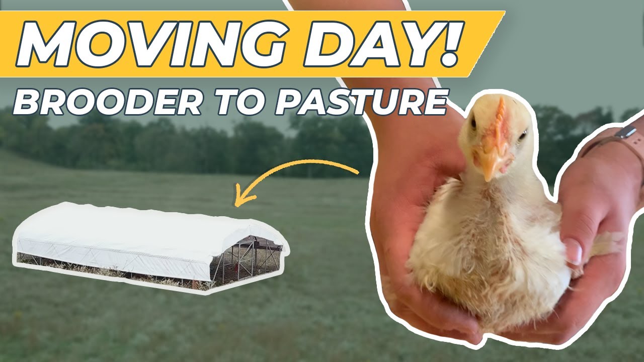 When to Move Chicks Outside to Pasture