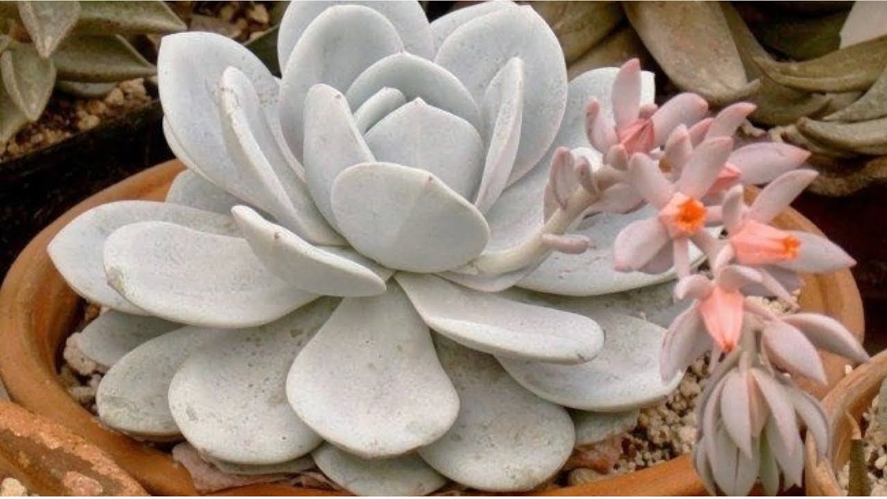 Espécies de Echeverias (L - M)