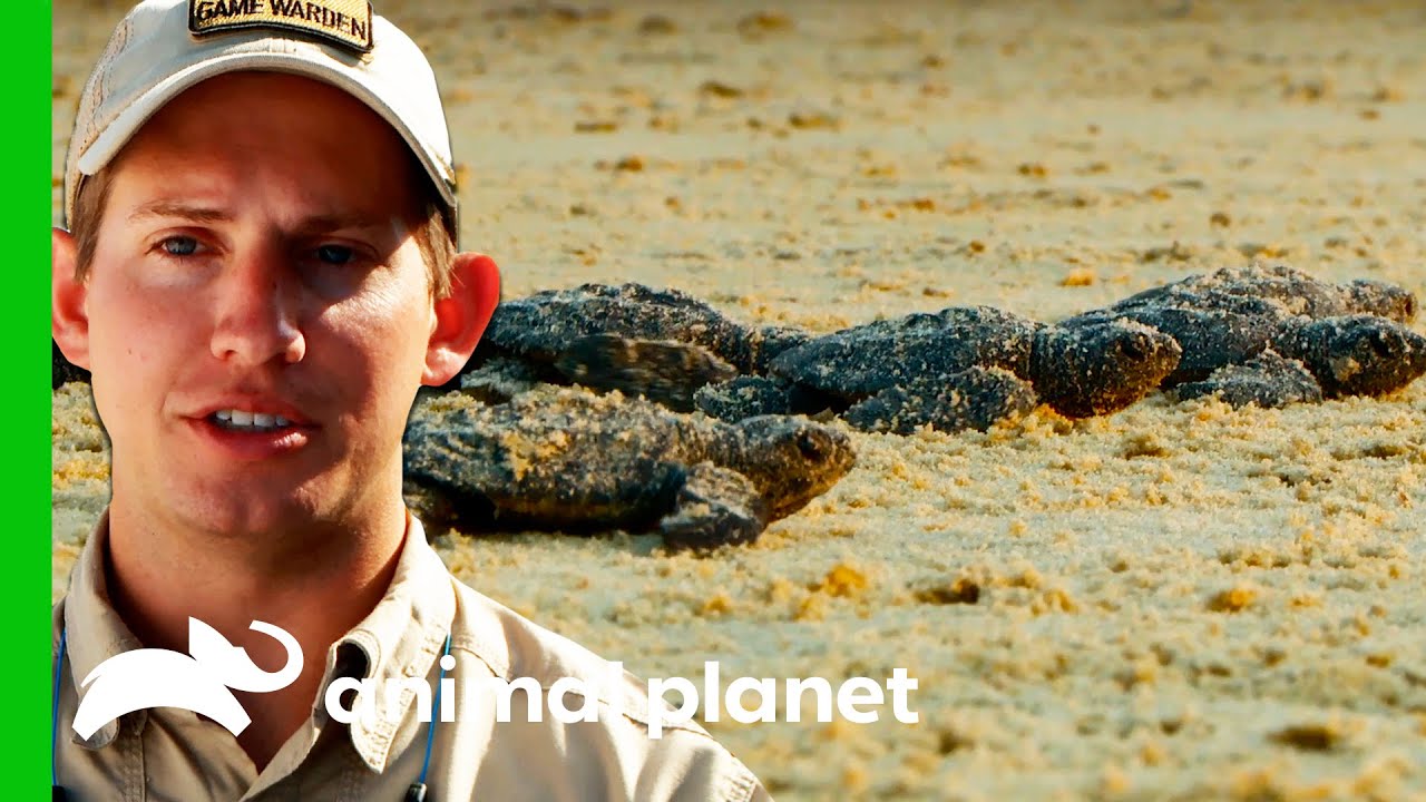 Turtle Hatchlings Are Released Into The Ocean! | Lone Star Law