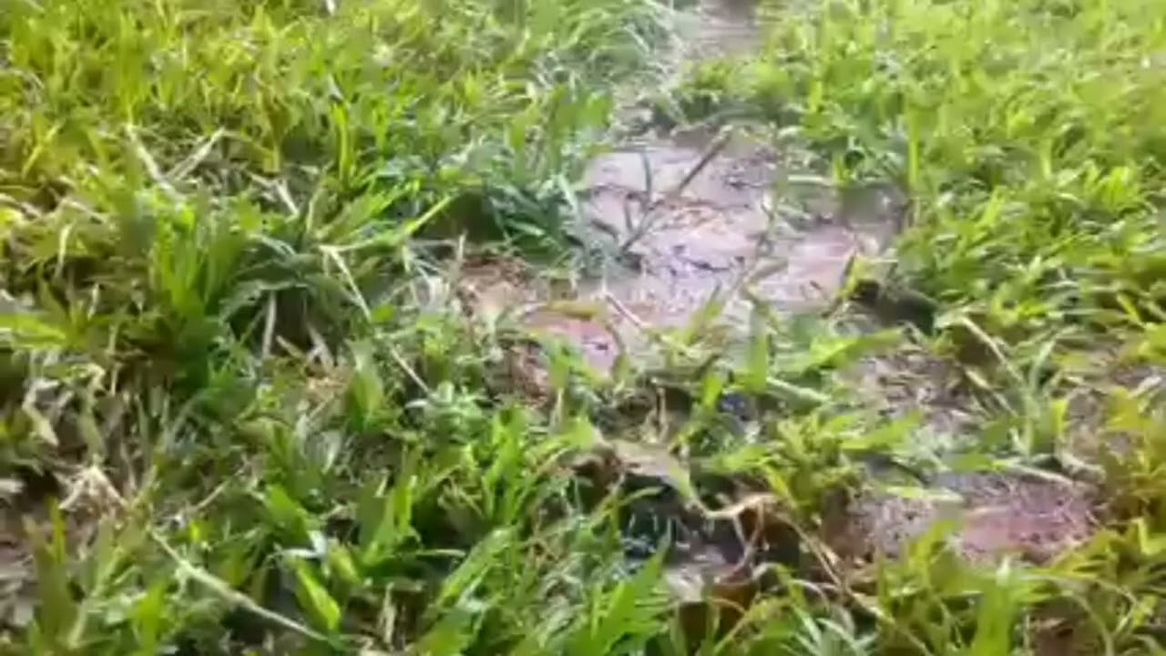 Pop-ups Sprinklers (Hunter PGJ and PGP)